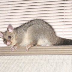 Trichosurus vulpecula (Common Brushtail Possum) at WendyM's farm at Freshwater Ck. - 14 Nov 2023 by WendyEM