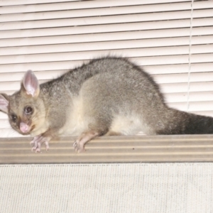 Trichosurus vulpecula at suppressed by WendyEM