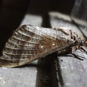 Oxycanus dirempta (Variable Oxycanus) at suppressed by jmcleod