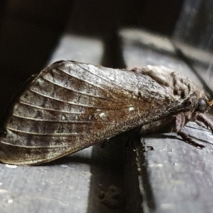 Unidentified Moth (Lepidoptera) at suppressed by jmcleod
