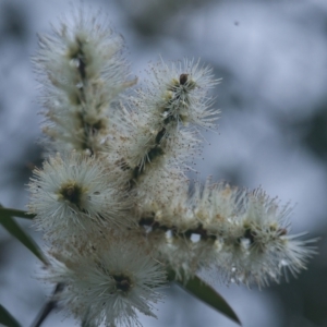 Melaleuca quinquenervia at Brunswick Heads, NSW - 5 Apr 2024