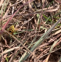 Vespula germanica (European wasp) at Bogong Peaks Wilderness, NSW - 28 Apr 2024 by JohnGiacon