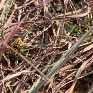 Vespula germanica at suppressed by JohnGiacon