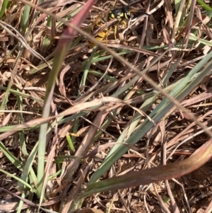 Vespula germanica at Kosciuszko National Park - 28 Apr 2024