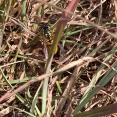 Vespula germanica at Kosciuszko National Park - 28 Apr 2024