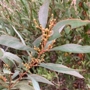 Acacia rubida at Kosciuszko National Park - 28 Apr 2024