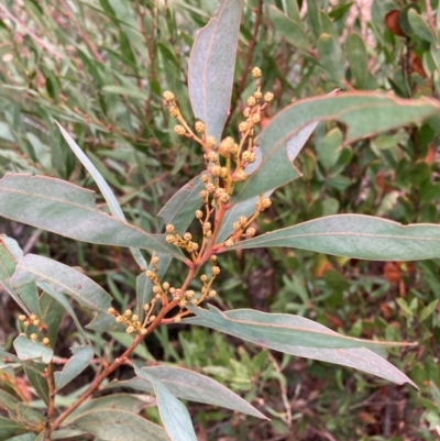 Acacia rubida (Red-stemmed Wattle, Red-leaved Wattle) at Kosciuszko National Park - 28 Apr 2024 by JohnGiacon