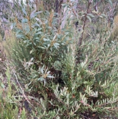 Acacia rubida at Kosciuszko National Park - 28 Apr 2024