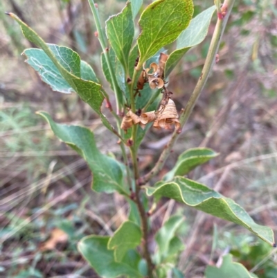 Daviesia latifolia (Hop Bitter-Pea) at Bogong Peaks Wilderness, NSW - 28 Apr 2024 by JohnGiacon