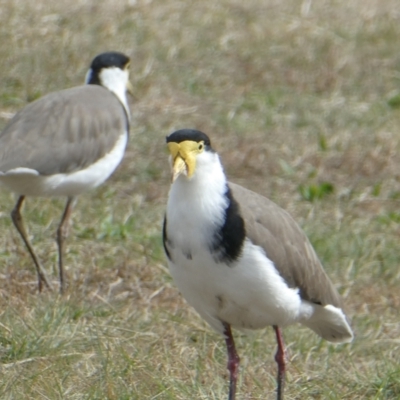 Vanellus miles (Masked Lapwing) at Flea Bog Flat to Emu Creek Corridor - 29 Apr 2024 by JohnGiacon