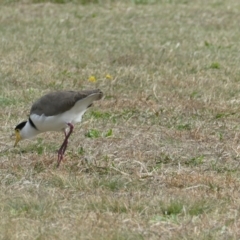 Vanellus miles at Flea Bog Flat to Emu Creek Corridor - 29 Apr 2024