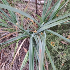 Dianella sp. aff. longifolia (Benambra) (Pale Flax Lily, Blue Flax Lily) at Watson, ACT - 29 Apr 2024 by abread111