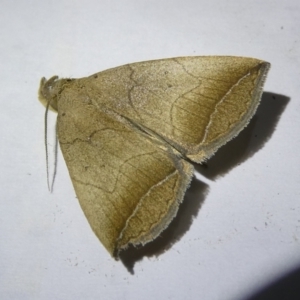 Simplicia armatalis at Emu Creek Belconnen (ECB) - 22 Apr 2024 10:07 PM