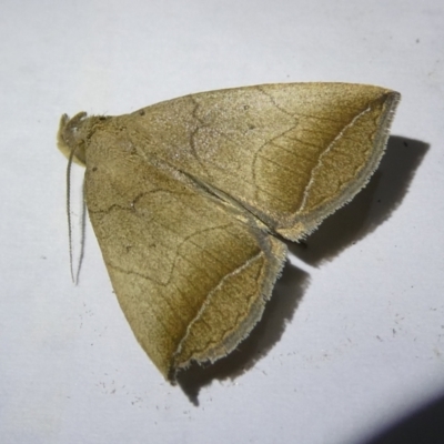 Simplicia armatalis (Crescent Moth) at Belconnen, ACT - 22 Apr 2024 by JohnGiacon