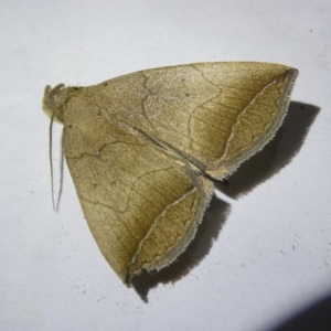 Simplicia armatalis (Crescent Moth) at Emu Creek Belconnen (ECB) by JohnGiacon