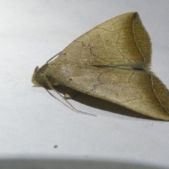 Simplicia armatalis at Emu Creek Belconnen (ECB) - 22 Apr 2024