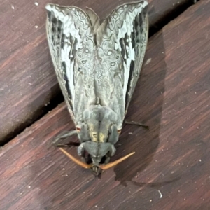Abantiades atripalpis (Bardee grub/moth, Rain Moth) at Hughes, ACT by ebristow