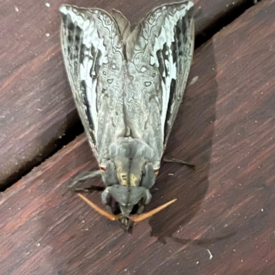 Abantiades atripalpis (Bardee grub/moth, Rain Moth) at Hughes, ACT - 29 Apr 2024 by ebristow