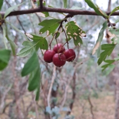 Crataegus monogyna (Hawthorn) at Mount Majura - 29 Apr 2024 by abread111