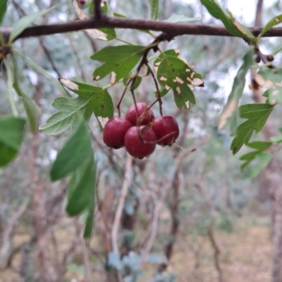 Crataegus monogyna (Hawthorn) at Watson, ACT - 29 Apr 2024 by abread111