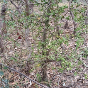 Crataegus monogyna at Mount Majura - 29 Apr 2024