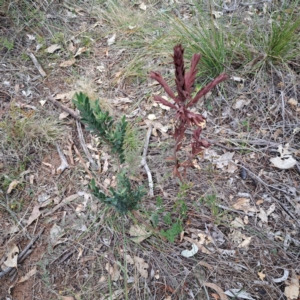 Styphelia triflora (Five-corners) at Watson, ACT by abread111