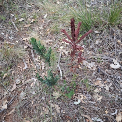 Styphelia triflora (Five-corners) at Mount Majura - 29 Apr 2024 by abread111