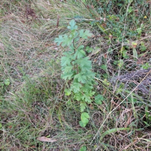 Crataegus monogyna at Mount Majura - 29 Apr 2024