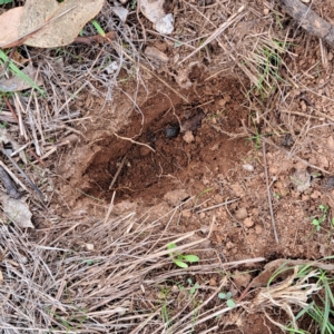 Oryctolagus cuniculus at Mount Majura - 29 Apr 2024