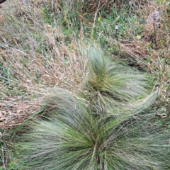 Nassella trichotoma (Serrated Tussock) at Mount Majura - 29 Apr 2024 by abread111