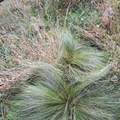 Nassella trichotoma (Serrated Tussock) at Mount Majura - 29 Apr 2024 by abread111