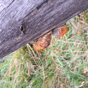 Truncospora ochroleuca at Mount Majura - 29 Apr 2024