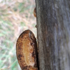 Truncospora ochroleuca at Mount Majura - 29 Apr 2024