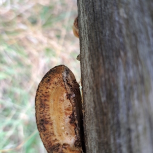 Truncospora ochroleuca at Mount Majura - 29 Apr 2024