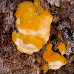 Unidentified Pored or somewhat maze-like on underside [bracket polypores] at Namadgi National Park - 25 Feb 2024 by KorinneM