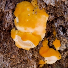 Unidentified Fungus at Namadgi National Park - 25 Feb 2024 by KorinneM