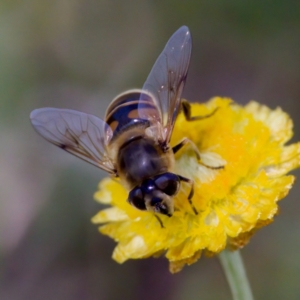 Eristalis tenax at Namadgi National Park - 25 Feb 2024