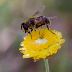 Eristalis tenax at Namadgi National Park - 25 Feb 2024