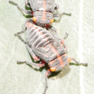 Eurymeloides sp. (genus) at WendyM's farm at Freshwater Ck. - 9 Nov 2023 06:43 PM