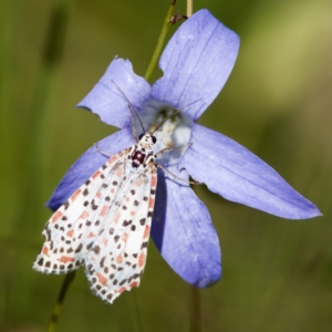 Utetheisa pulchelloides at Namadgi National Park - 25 Feb 2024