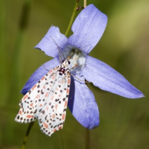 Utetheisa pulchelloides (Heliotrope Moth) at Namadgi National Park by KorinneM