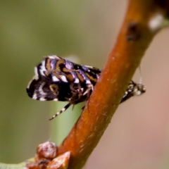 Glyphipterix (genus) (A sedge moth) at Namadgi National Park - 25 Feb 2024 by KorinneM