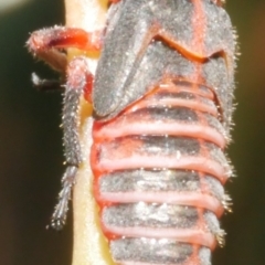 Eurymeloides sp. (genus) (Eucalyptus leafhopper) at Freshwater Creek, VIC - 9 Nov 2023 by WendyEM