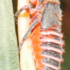 Eurymeloides sp. (genus) at WendyM's farm at Freshwater Ck. - 9 Nov 2023