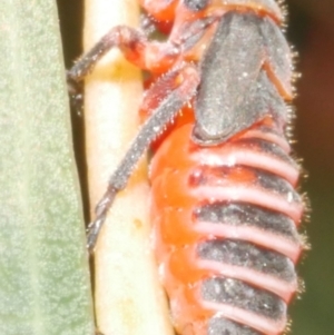 Eurymeloides sp. (genus) at WendyM's farm at Freshwater Ck. - 9 Nov 2023