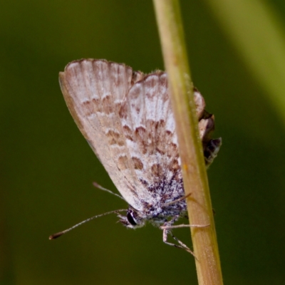 Neolucia hobartensis (Montane Heath-blue) at Namadgi National Park - 25 Feb 2024 by KorinneM