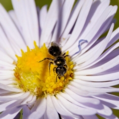 Lasioglossum sp. (genus) (Furrow Bee) at Tharwa, ACT - 25 Feb 2024 by KorinneM