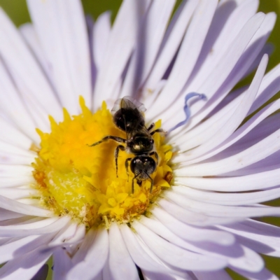 Lasioglossum sp. (genus) (Furrow Bee) at Tharwa, ACT - 25 Feb 2024 by KorinneM