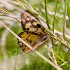 Heteronympha penelope (Shouldered Brown) at Namadgi National Park - 25 Feb 2024 by KorinneM