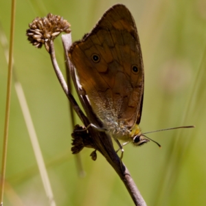 Heteronympha penelope at Namadgi National Park - 25 Feb 2024 02:36 PM